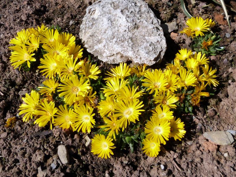 Plant group, growing in the garden